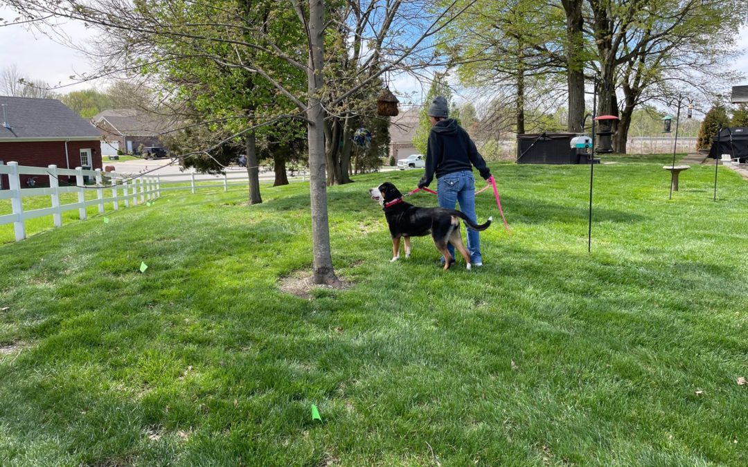 Training Your Dog On Your In-Ground Fence